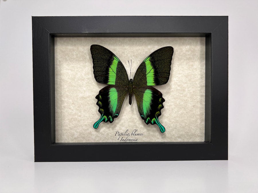 Papilio blumei 蝶の標本 Papilio blumei 蝶 標本 木製フレーム付き - メルカリ