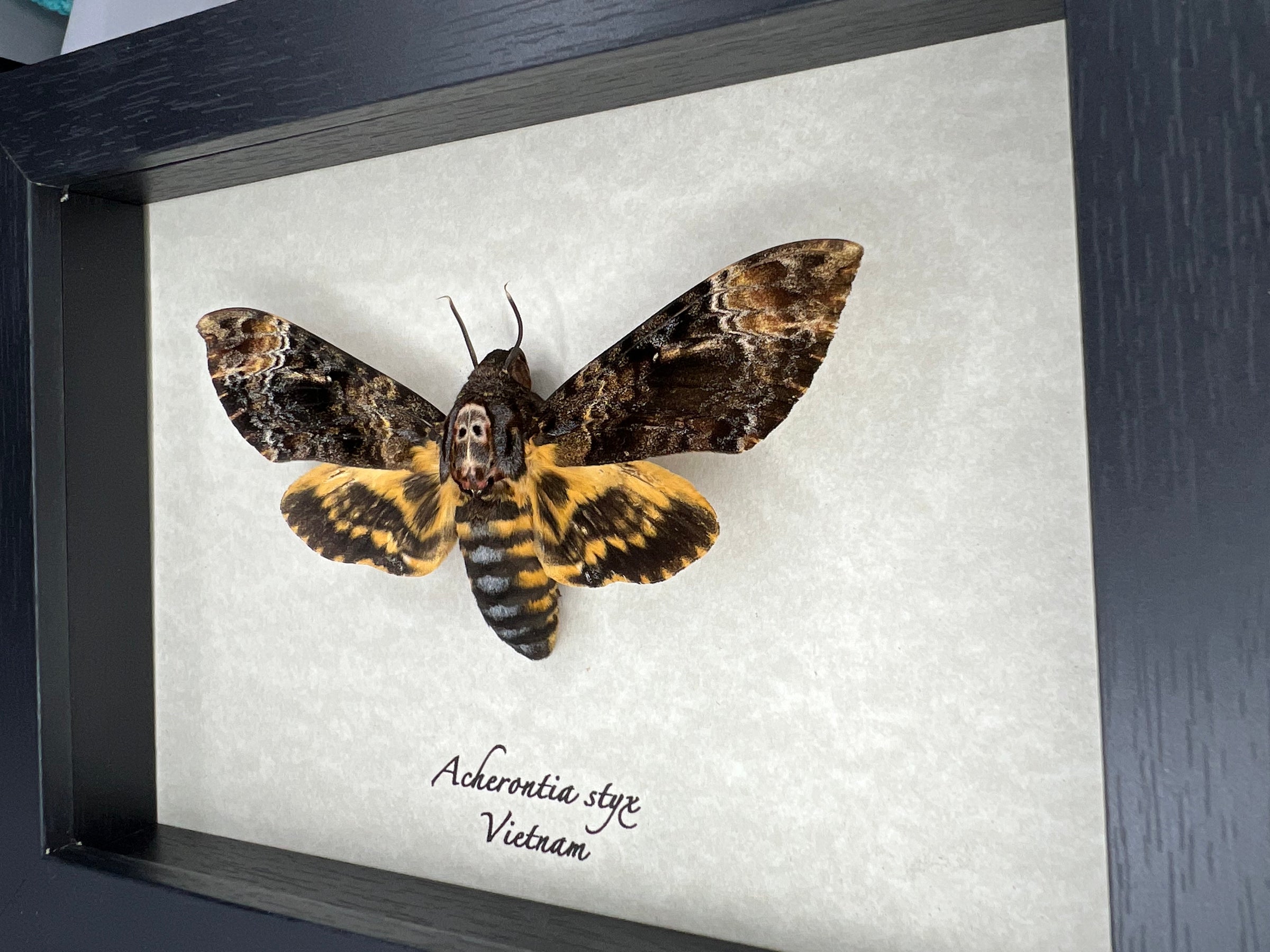 標本 Uruguay Thronistes rouxi 31mm ACHERONTIA STYX - MUSEUM | Elusive Specimens