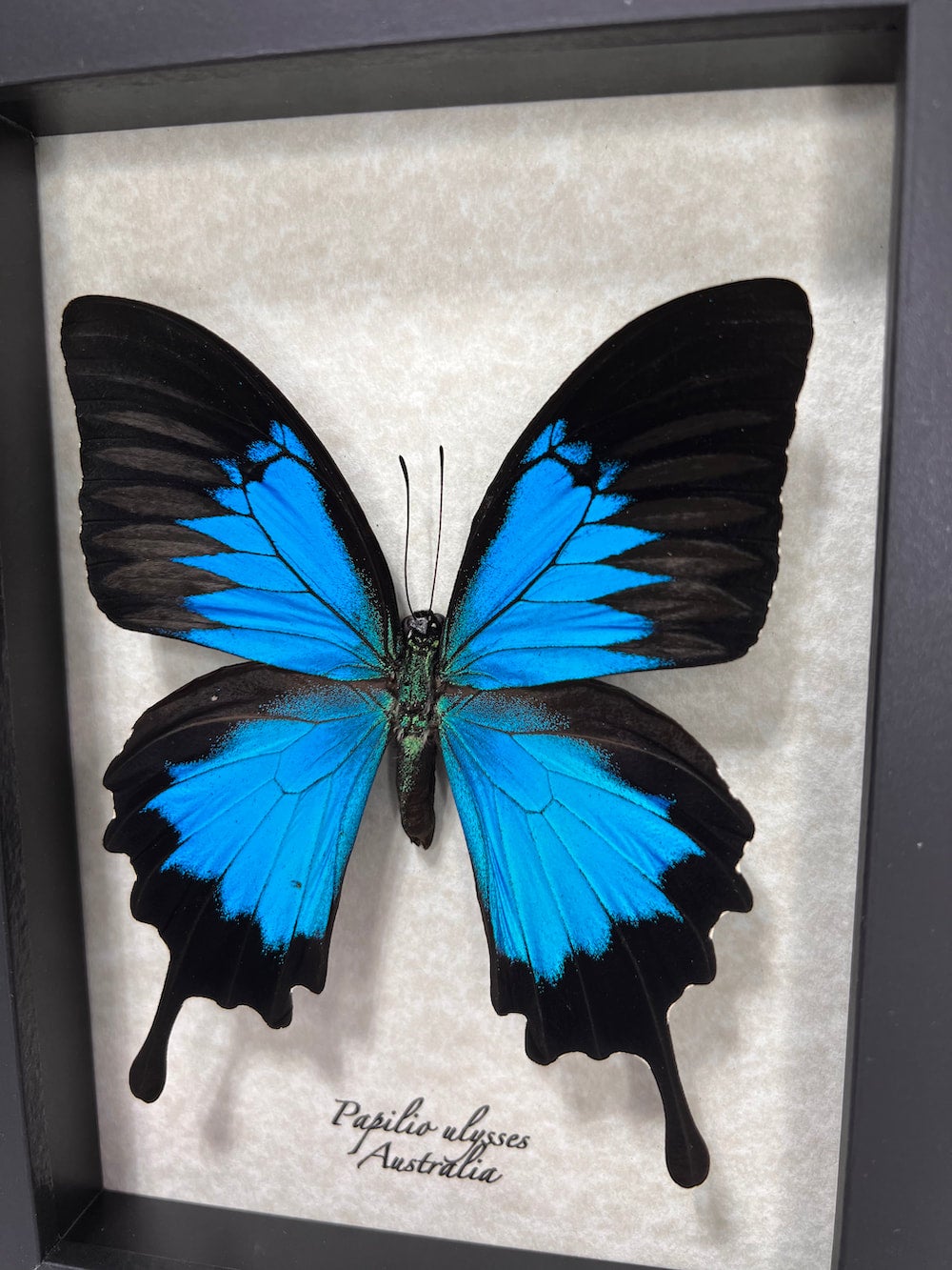 Papilio ulysses – Museum | Elusive Specimens