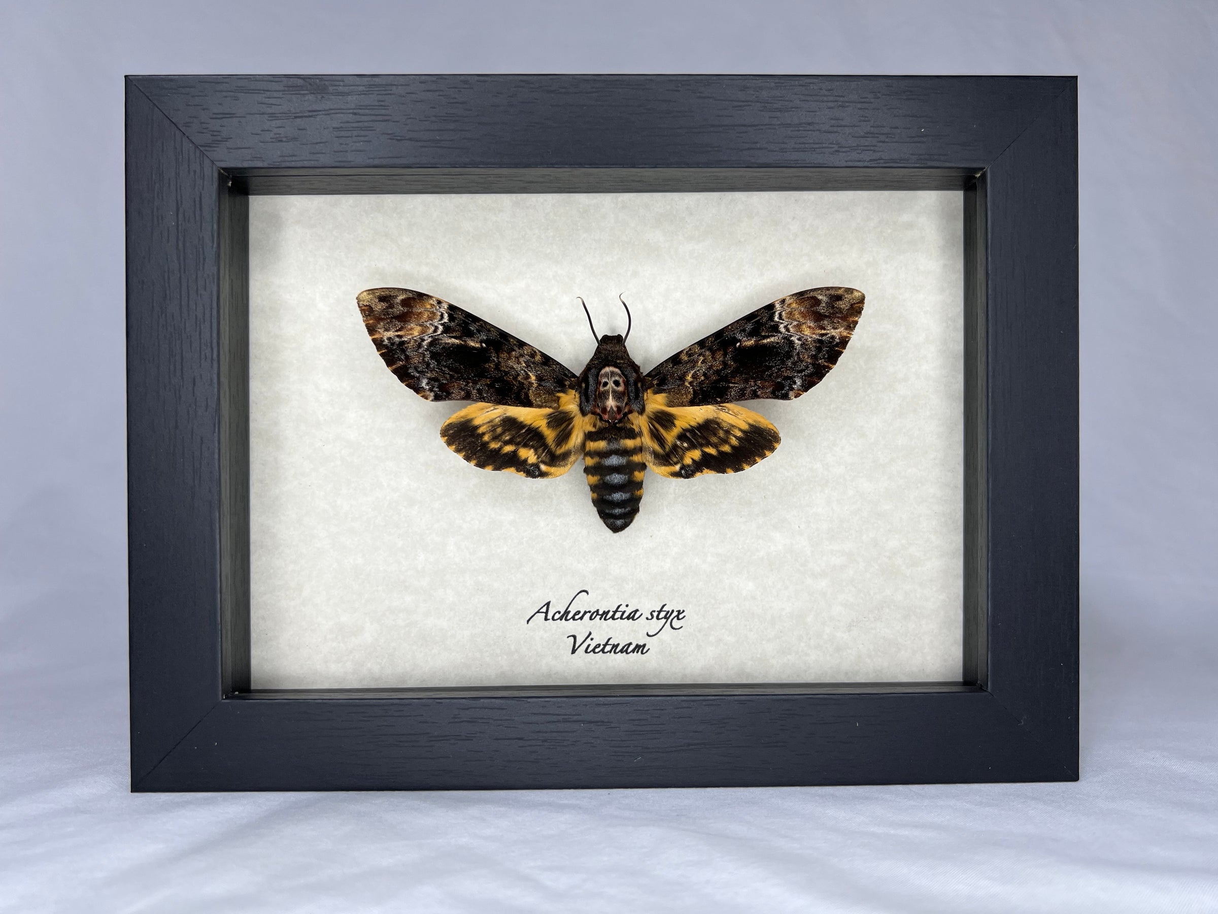 ACHERONTIA STYX - MUSEUM | Elusive Specimens