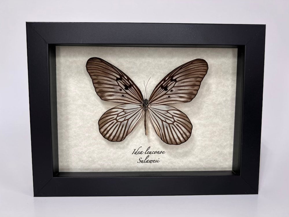 Morpho Didius - Museum | Elusive Specimens