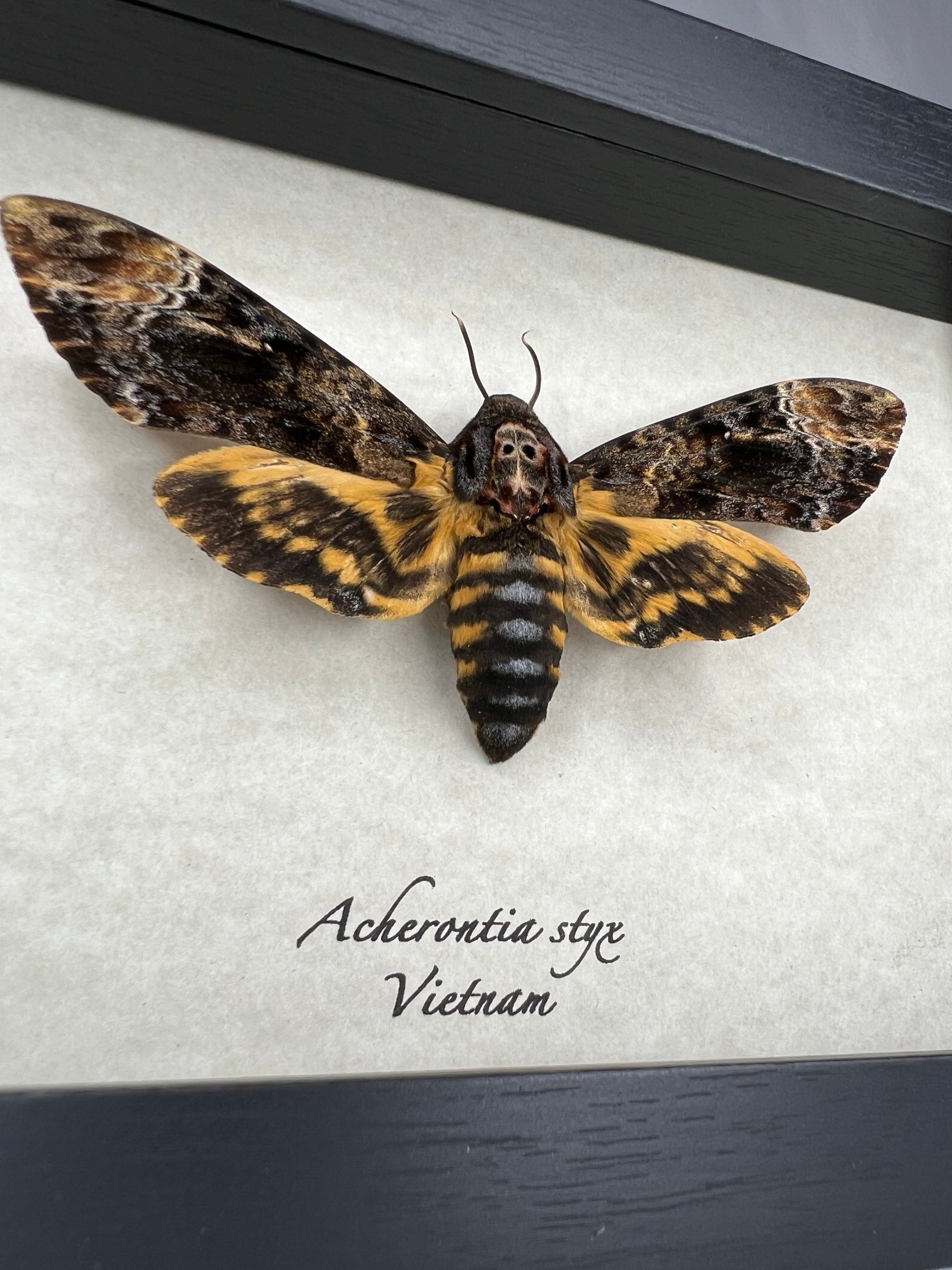ACHERONTIA STYX - MUSEUM | Elusive Specimens
