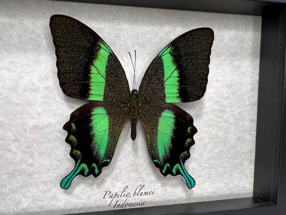 Papilio blumei 蝶の標本 Framed Papilio blumei Swallowtail butterfly – Micro Giants
