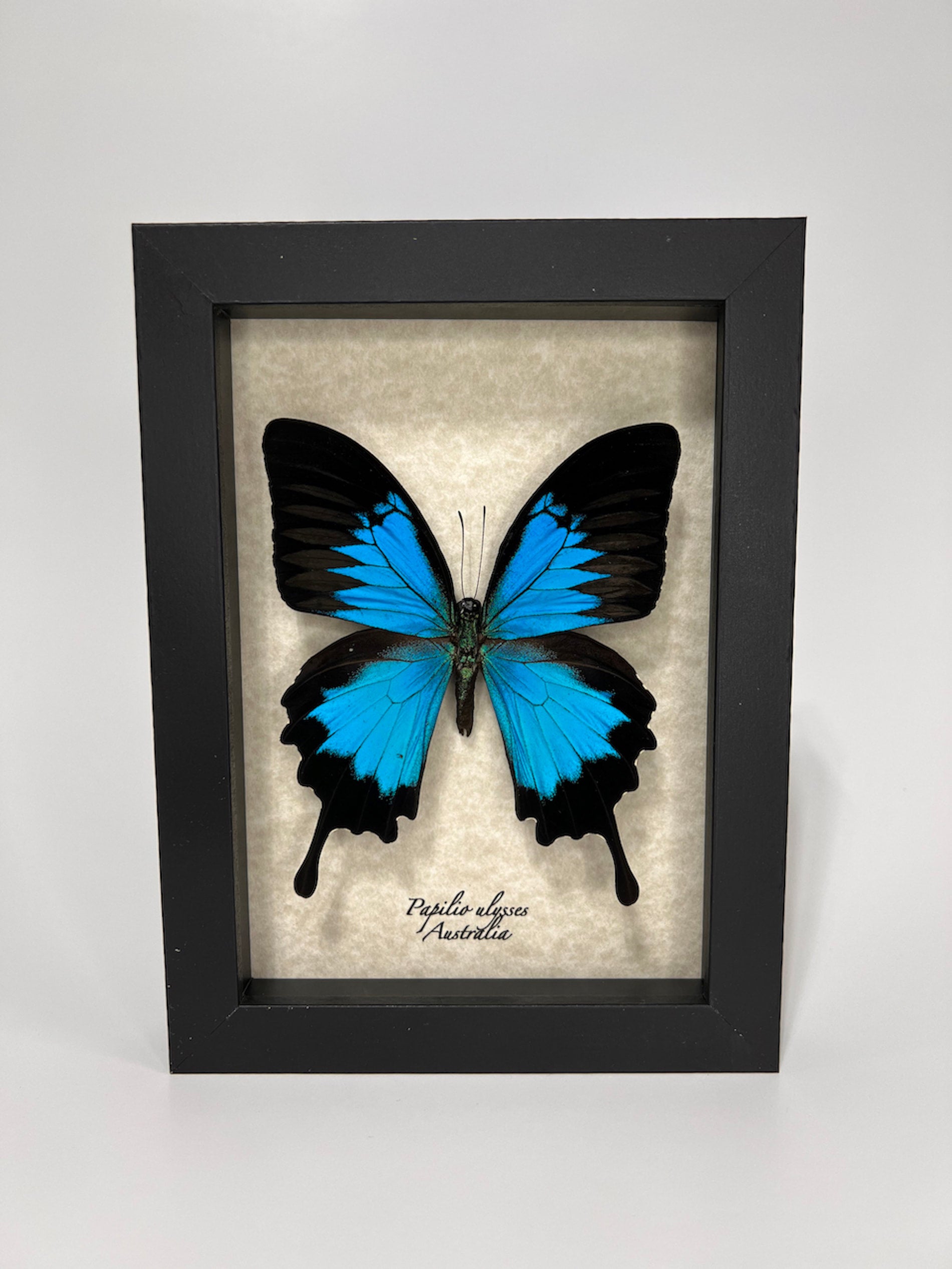 Papilio ulysses – Museum | Elusive Specimens