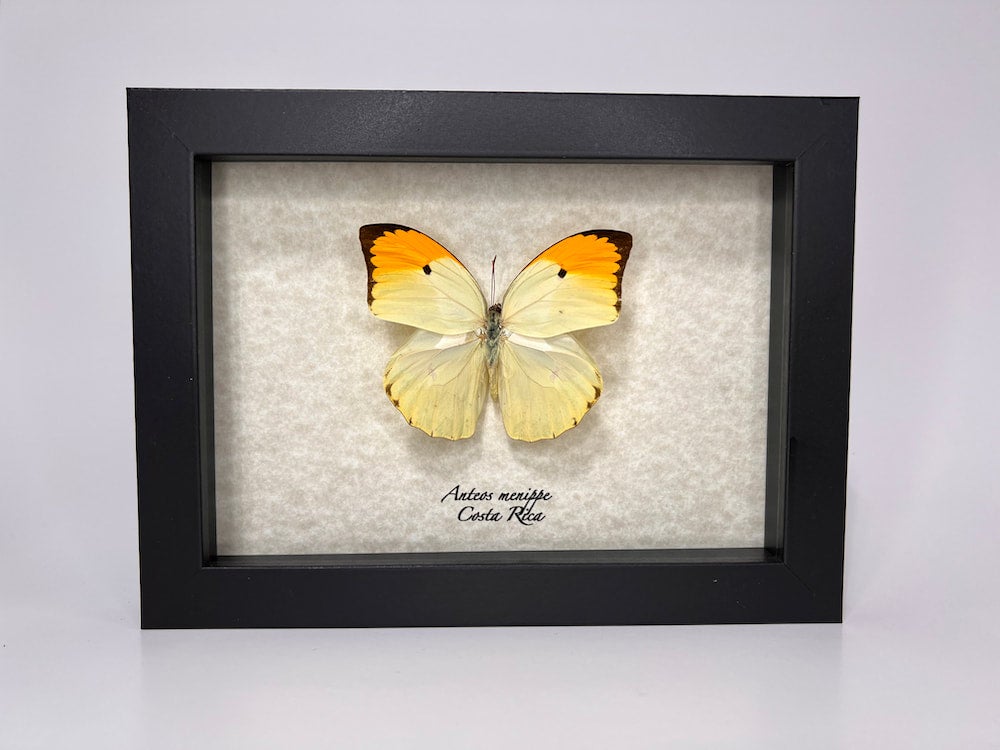 Papilio ulysses – Museum | Elusive Specimens